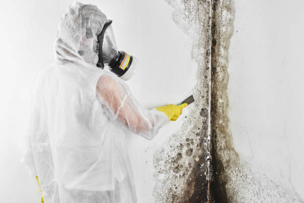 Attic Mold Removal in Prospect, OH