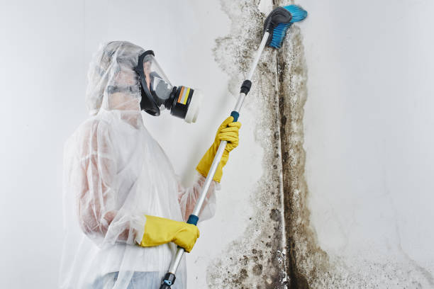 Best Professional Mold Removal  in Prospect, OH