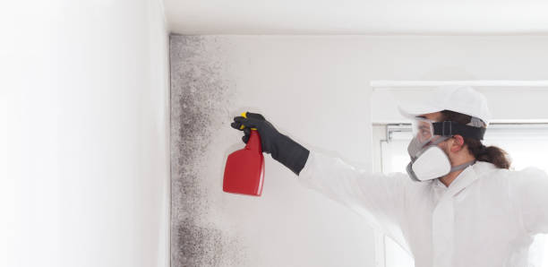Best Affordable Mold Removal  in Prospect, OH
