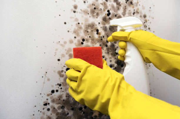 Best Certified Mold Removal  in Prospect, OH