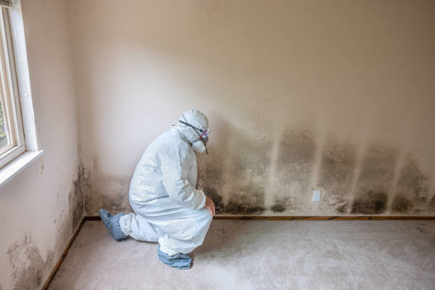 Best Commercial Mold Removal  in Prospect, OH