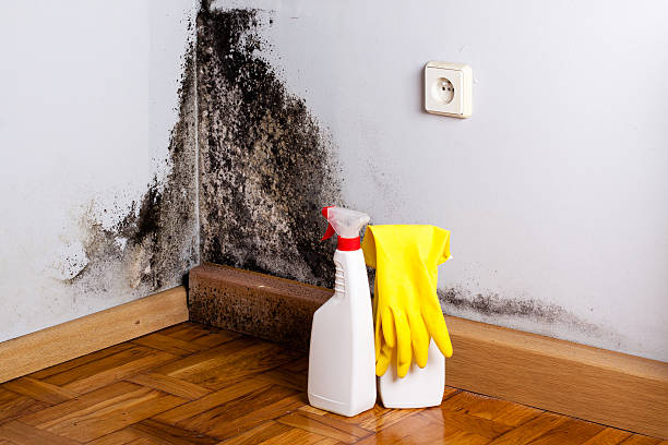 Best Best Mold Removal Companies  in Prospect, OH