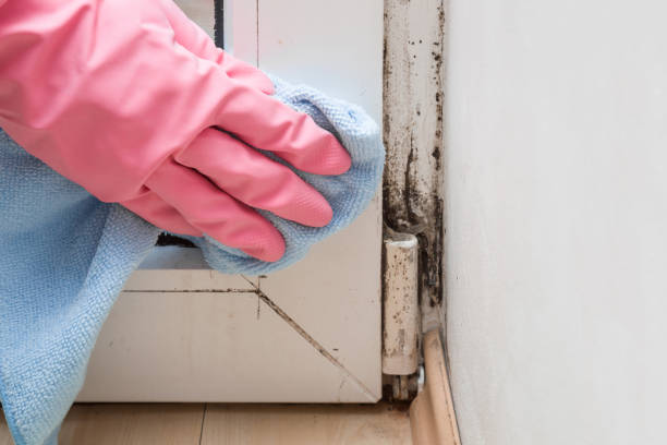 Mold Testing and Removal in Prospect, OH