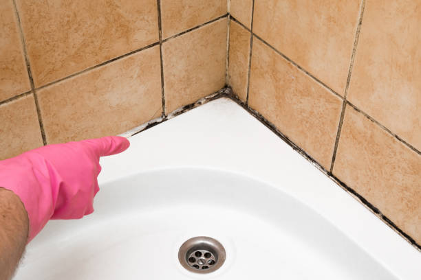 Best Best Mold Removal Companies  in Prospect, OH